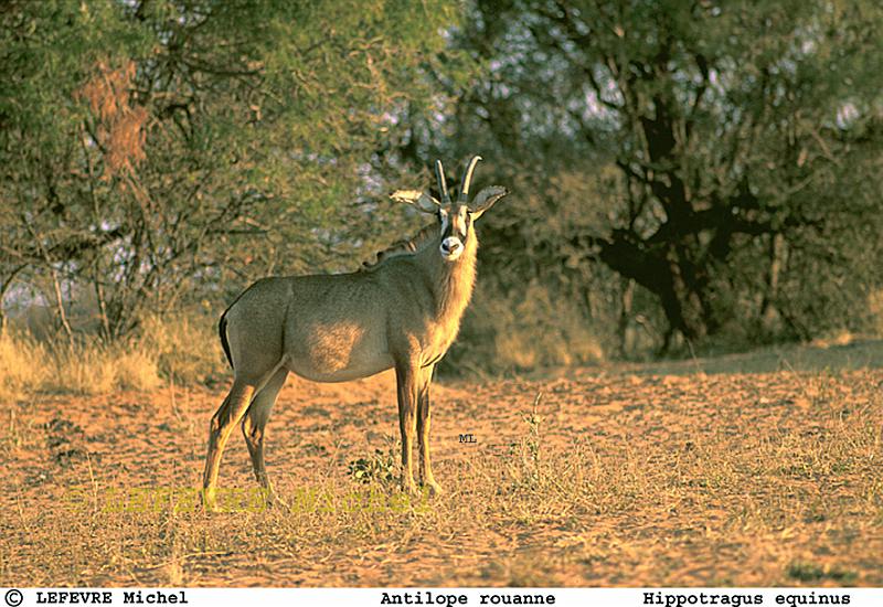 192 Antilope rouanne.jpg - Antilope rouanne - Hippotragus equinus - Waterberg - Namibie